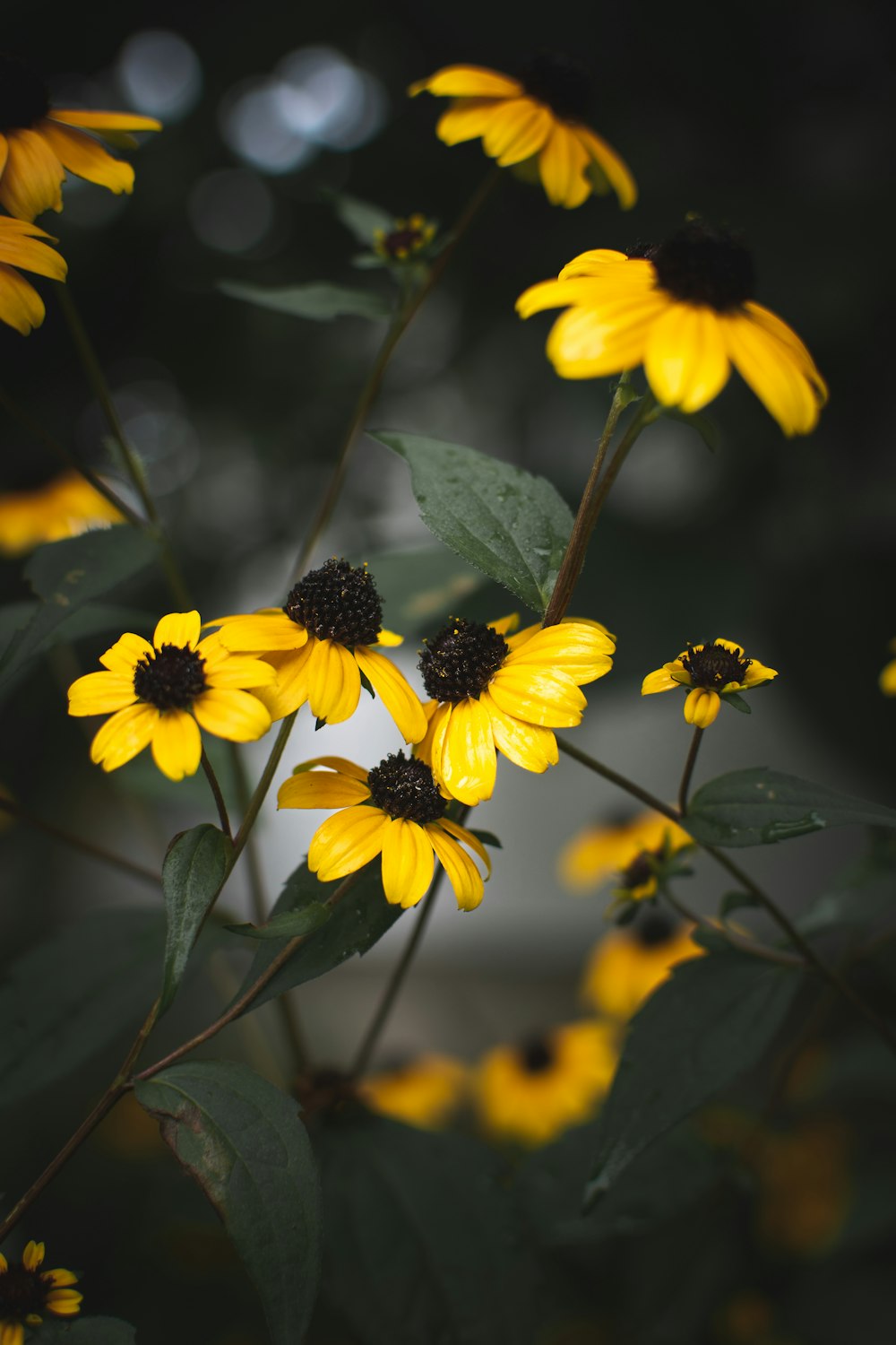 a group of yellow flowers