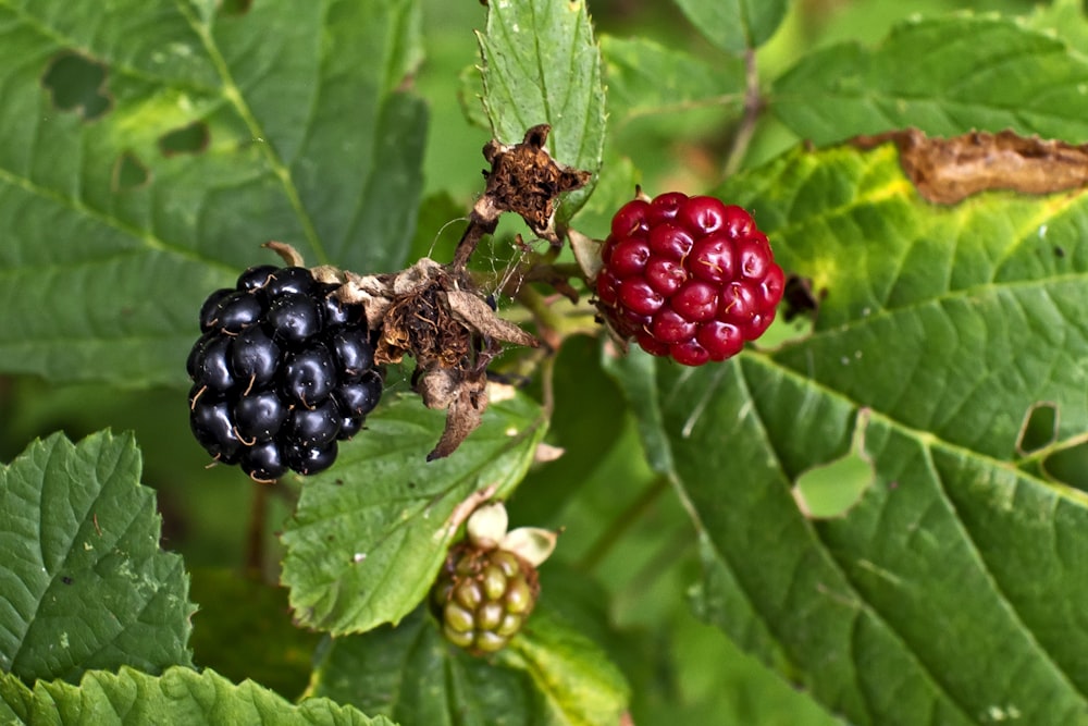 a group of black berries on a green plant