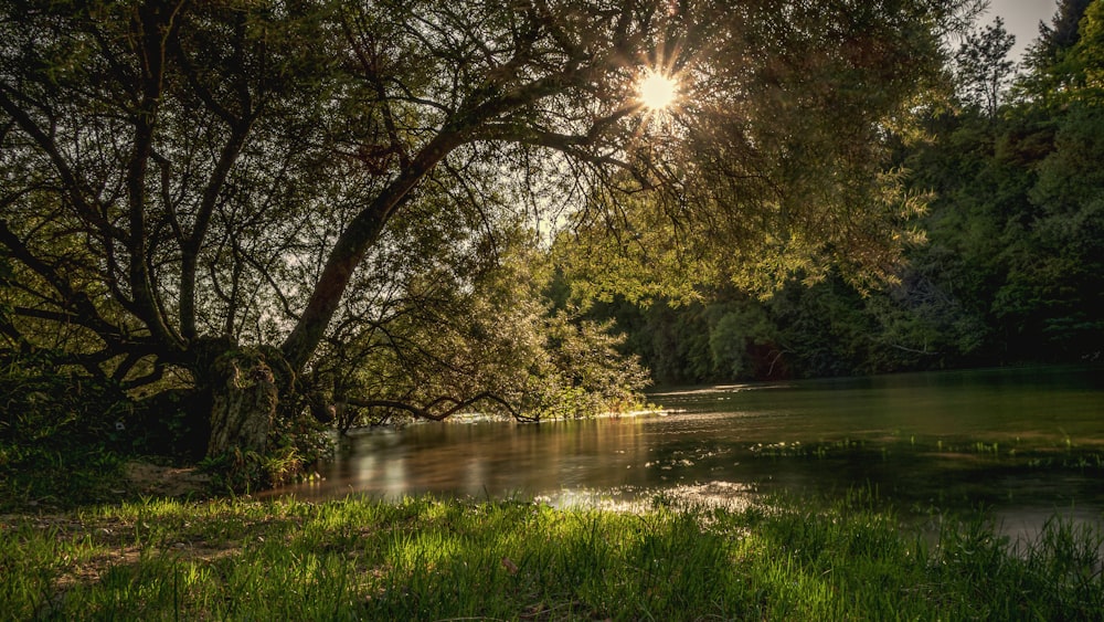 a body of water with trees around it