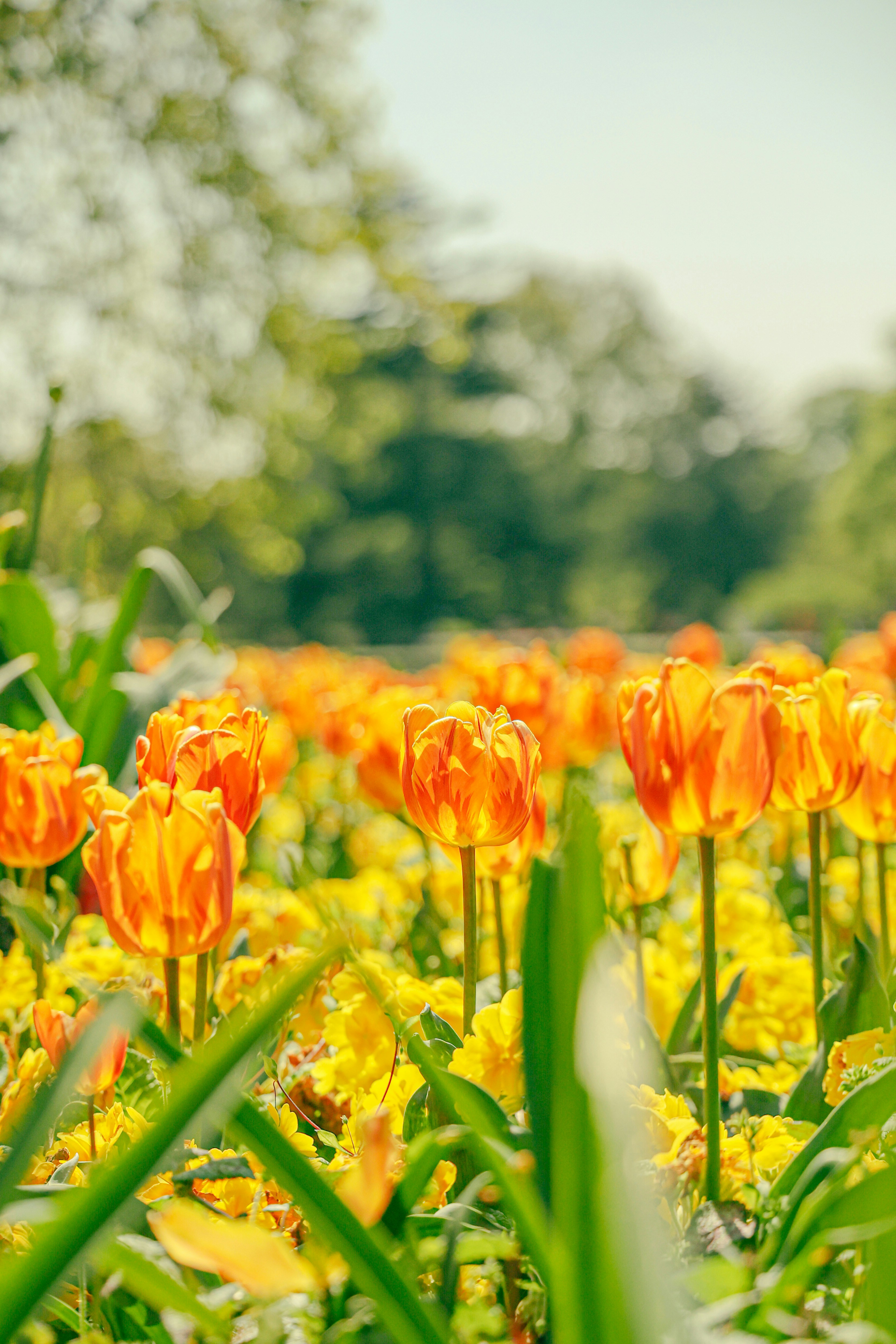 un champ de fleurs orangers