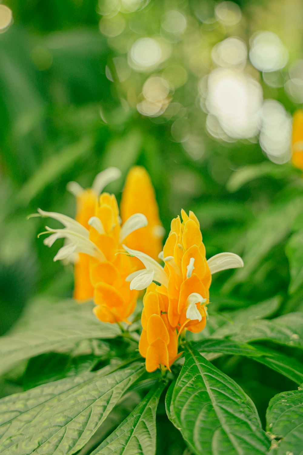 a close up of a flower