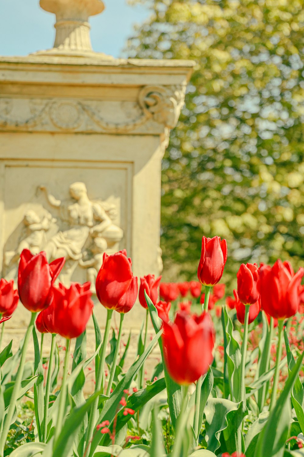 a group of red flowers in front of a white building