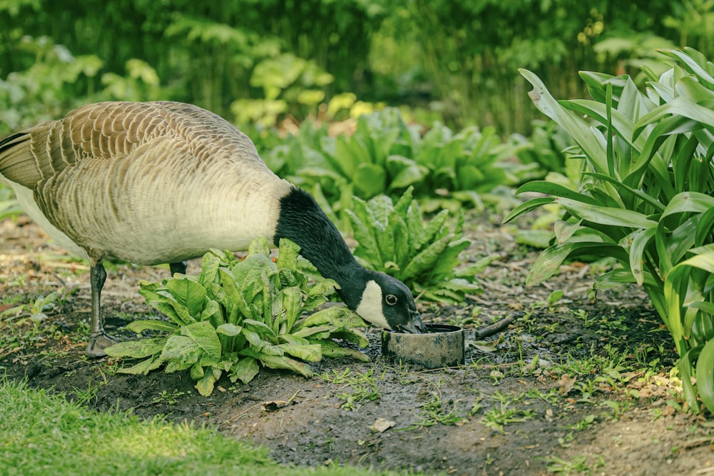 a bird eating a plant