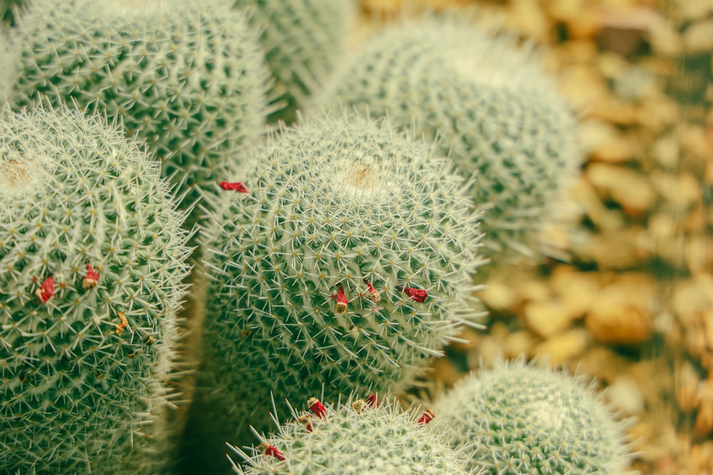 a close up of a cactus