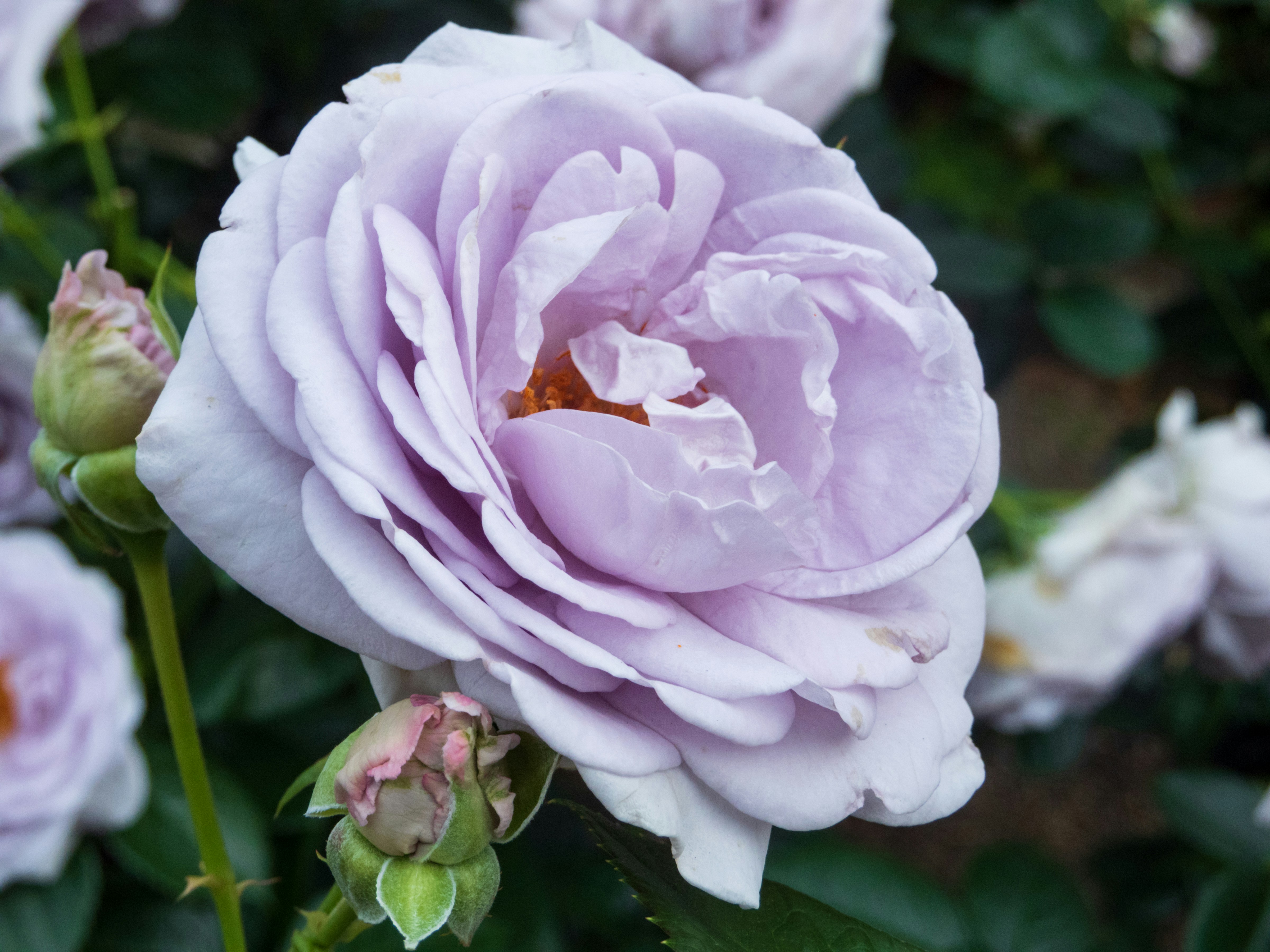 Photo by heppoko_yama