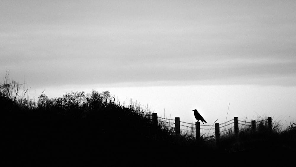 a bird on a fence