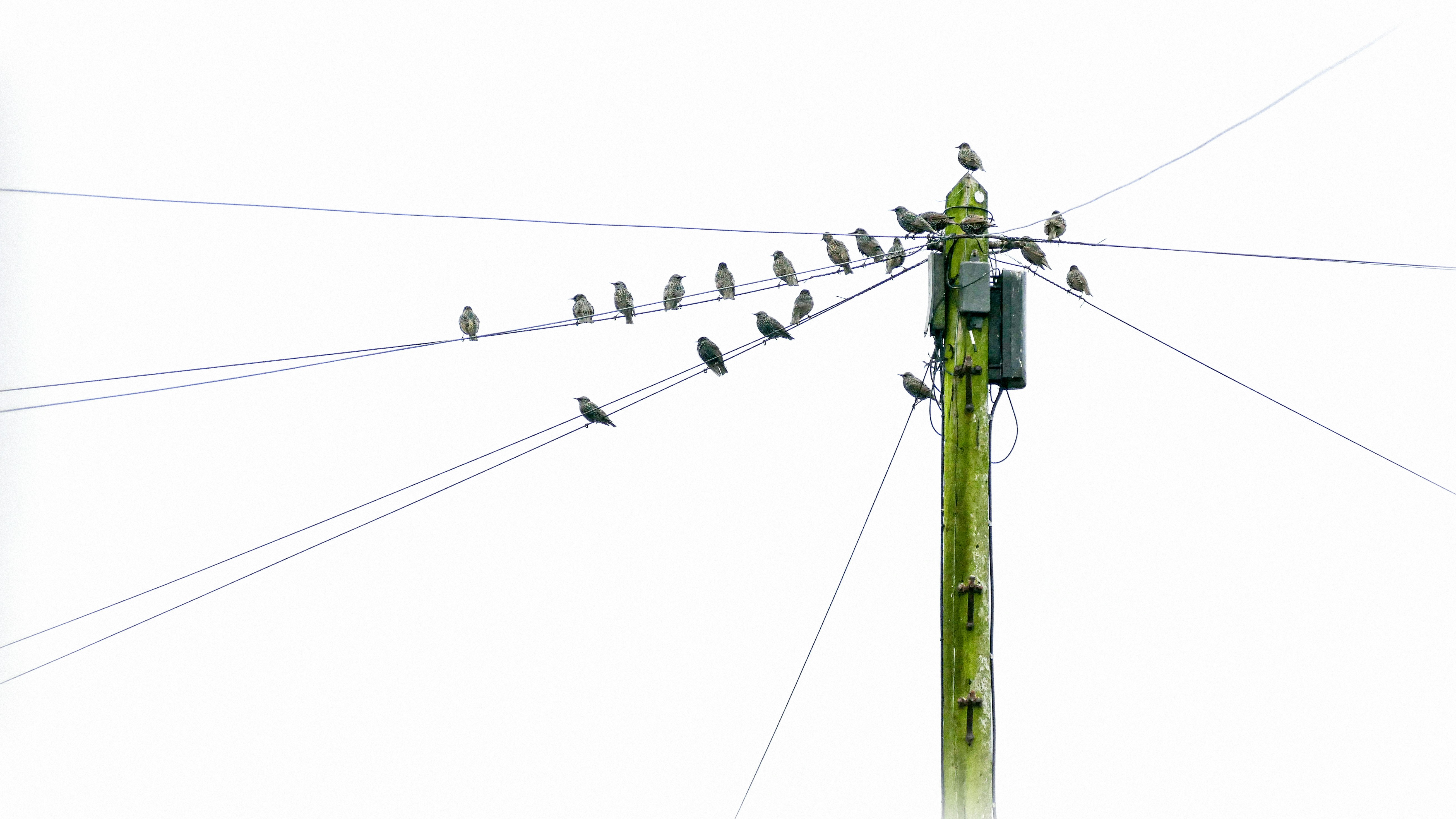 a group of birds on a power line, Starlings on a telegraph pole.