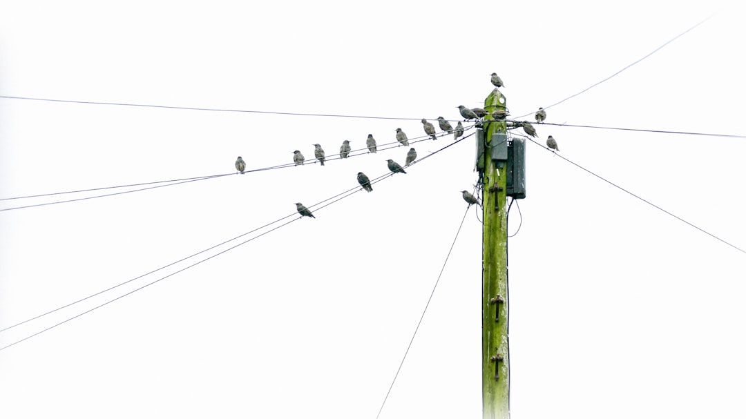 a group of birds on a power line, Starlings on a telegraph pole.