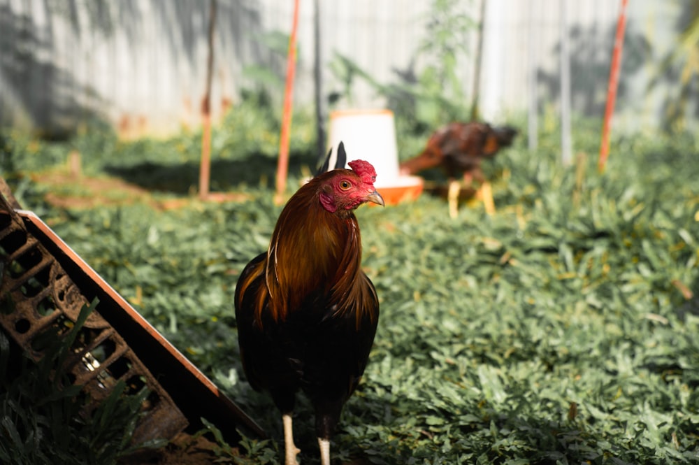 a rooster standing on a fence