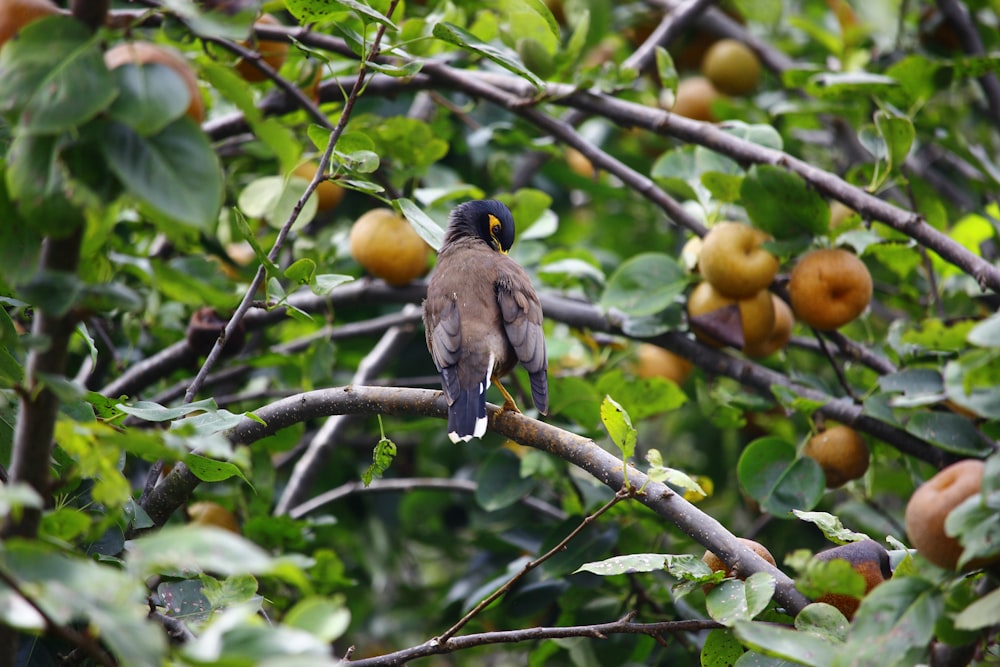 a bird sits on a branch