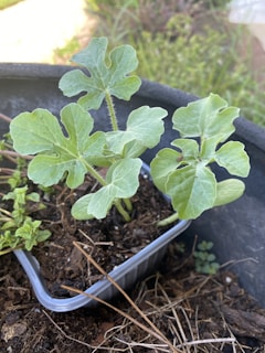 A close-up view of young green seedlings growing in a small plastic container filled with soil. The leaves are broad with a slightly serrated edge, showing healthy growth. Surrounding the container are dried twigs and some greenery, with a blurred natural background.