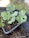 A close-up view of young green seedlings growing in a small plastic container filled with soil. The leaves are broad with a slightly serrated edge, showing healthy growth. Surrounding the container are dried twigs and some greenery, with a blurred natural background.