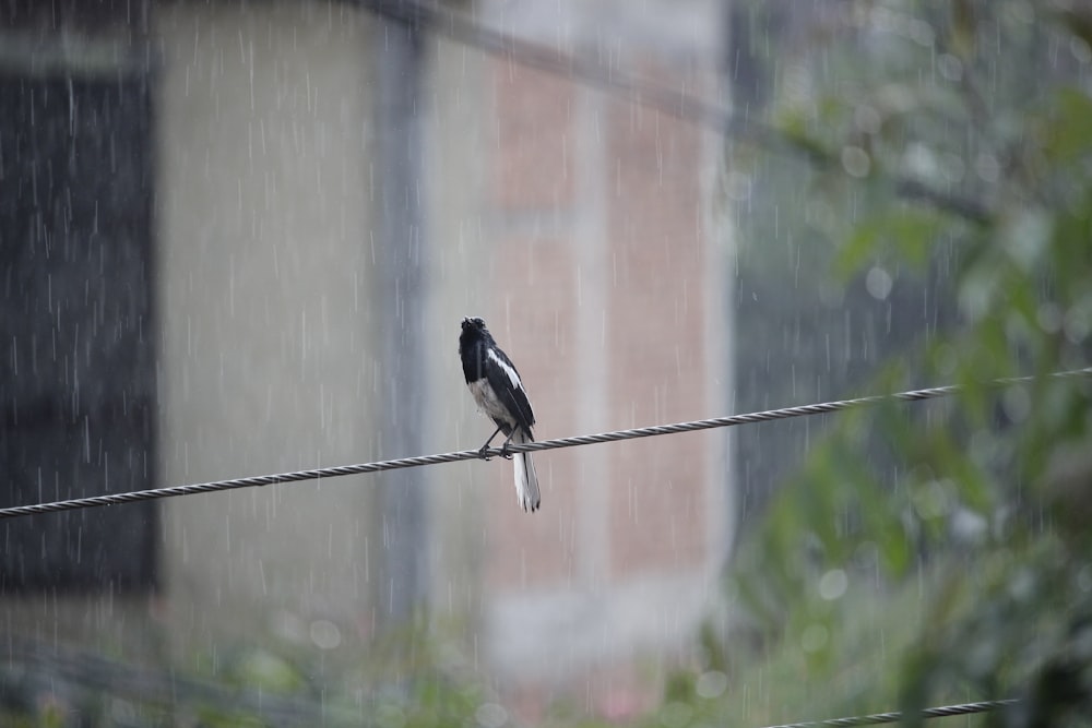 a bird sits on a wire