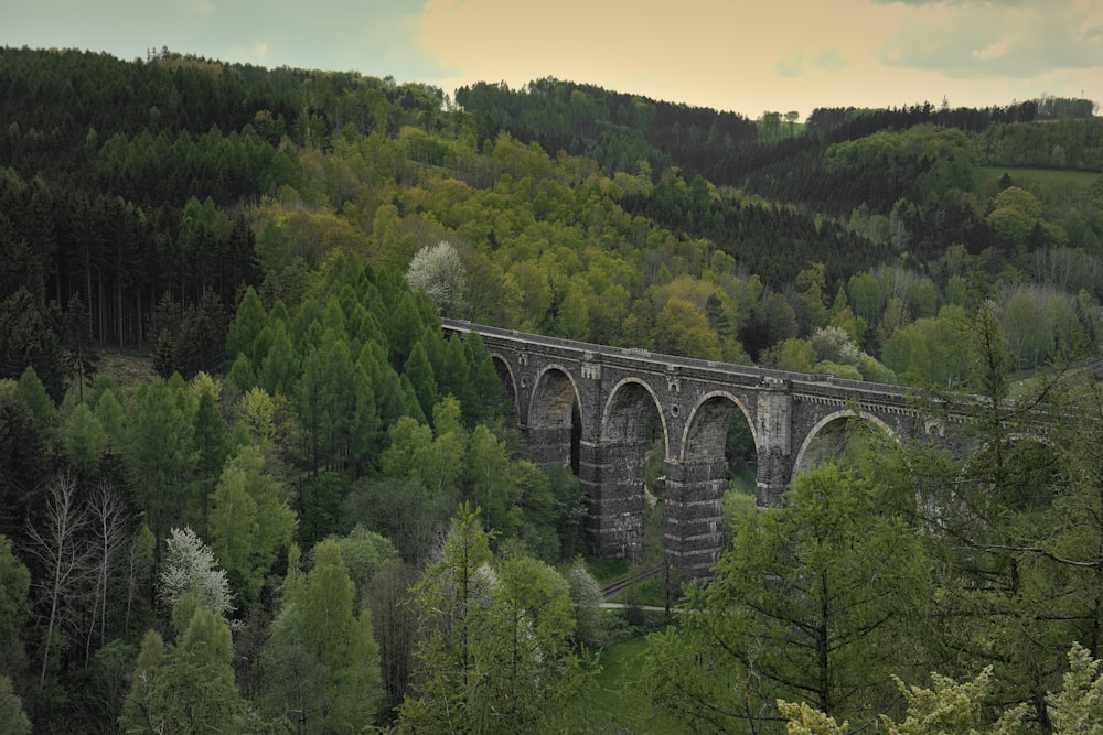 a bridge over a forest