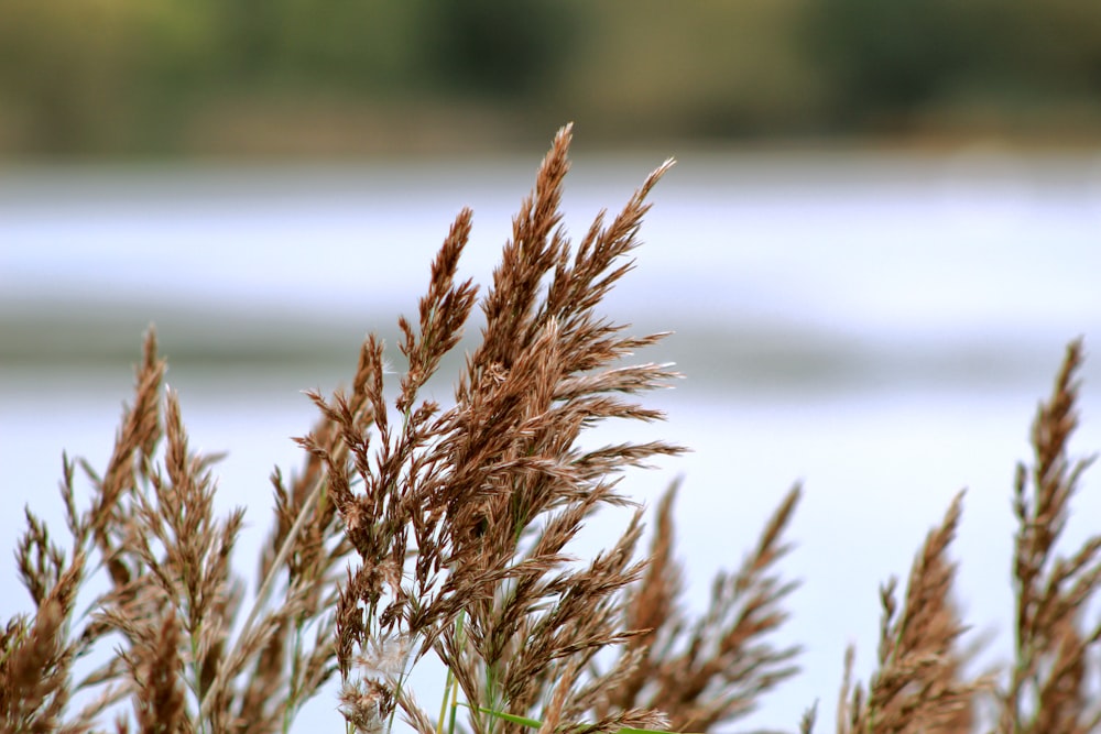 close up of a plant