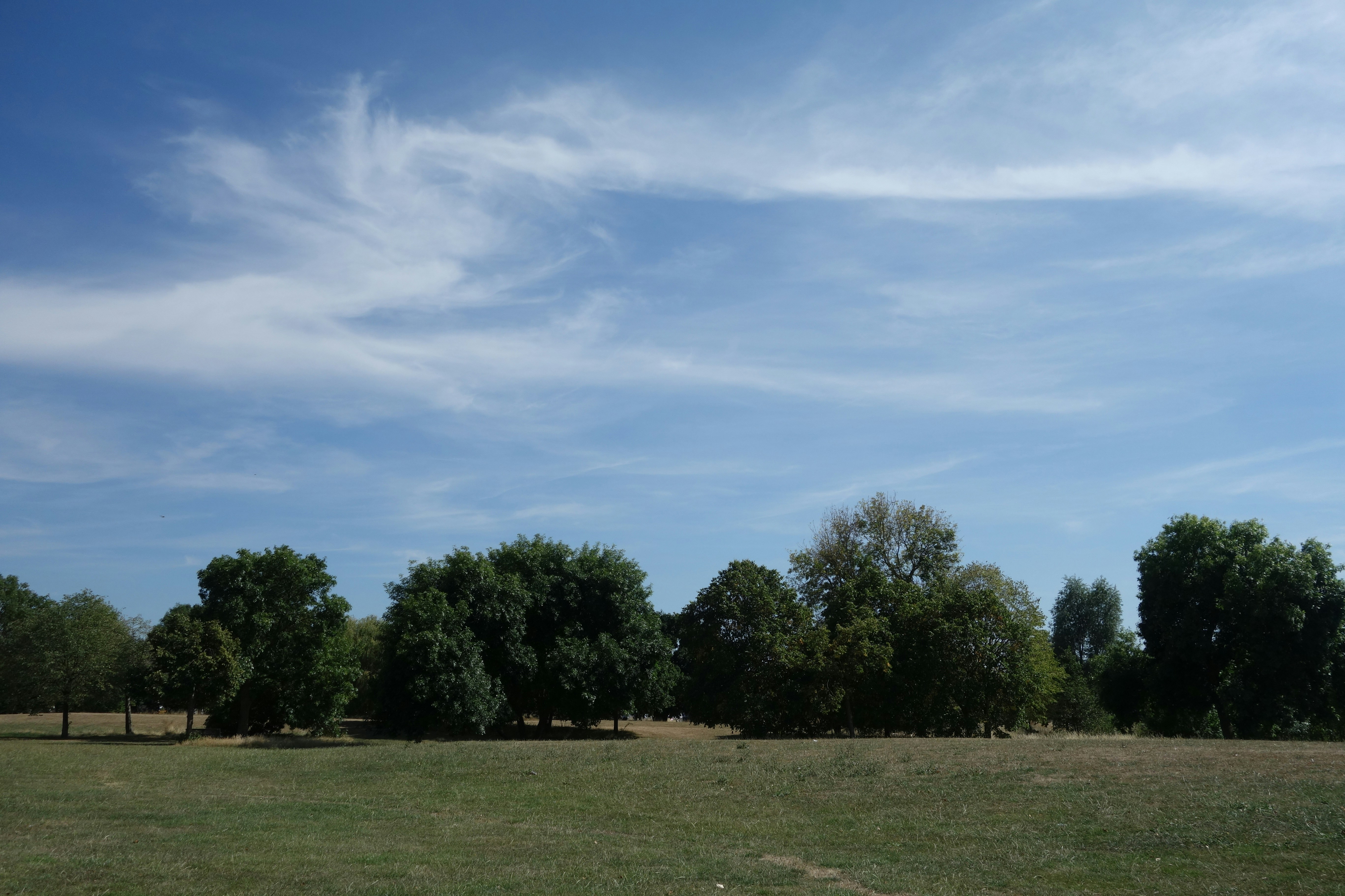 a large green field with trees