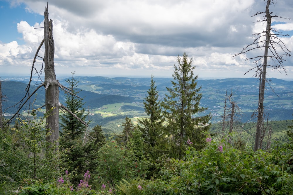 a forest with trees and mountains in the background