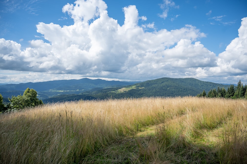 Un campo de hierba con montañas al fondo