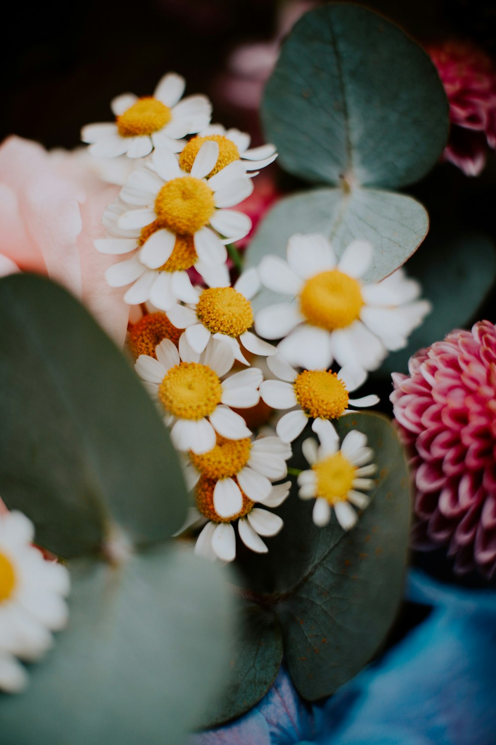 a close up of flowers