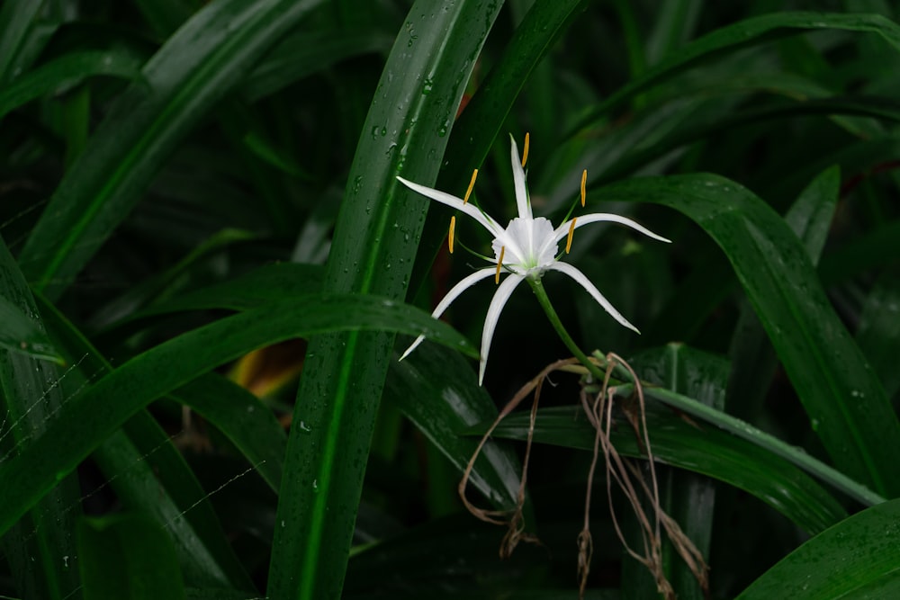 a white spider on a green plant