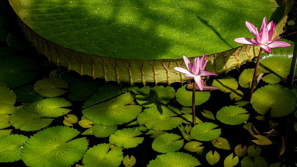 a group of pink flowers on a lily pad