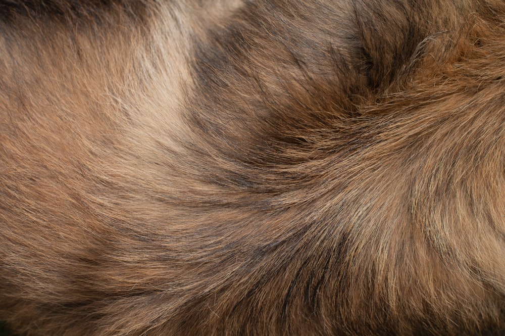 a close up of a hairy animal