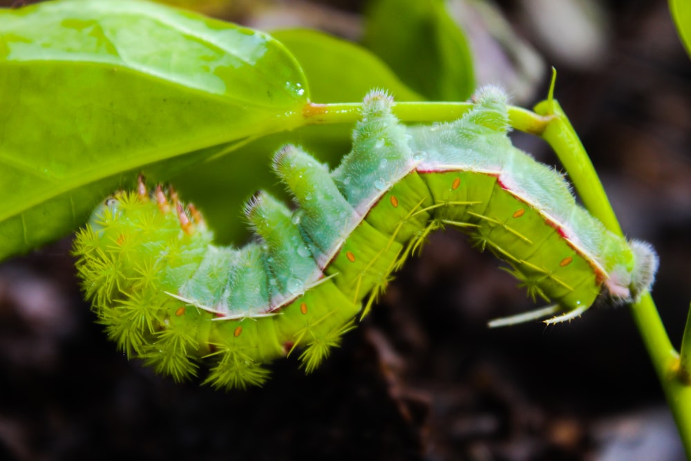 a close up of a leaf