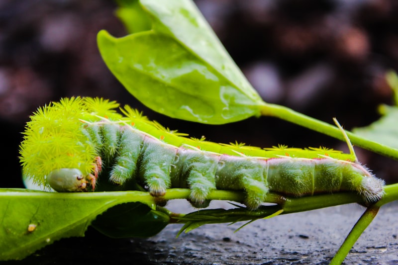 a green caterpillar on a leaf