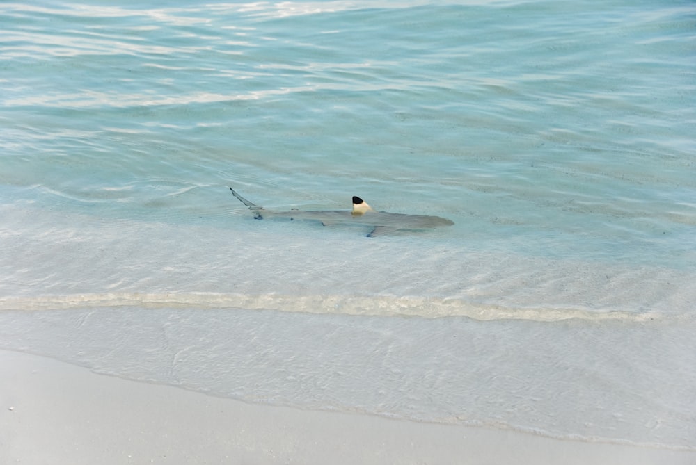 a bird on a surfboard in the ocean