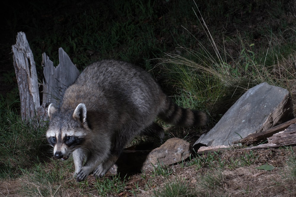 a raccoon walking on grass