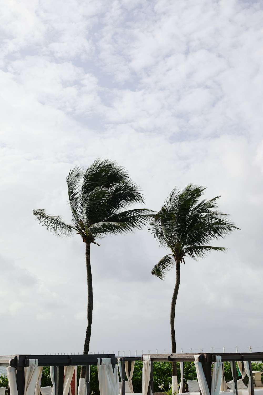 a couple of palm trees