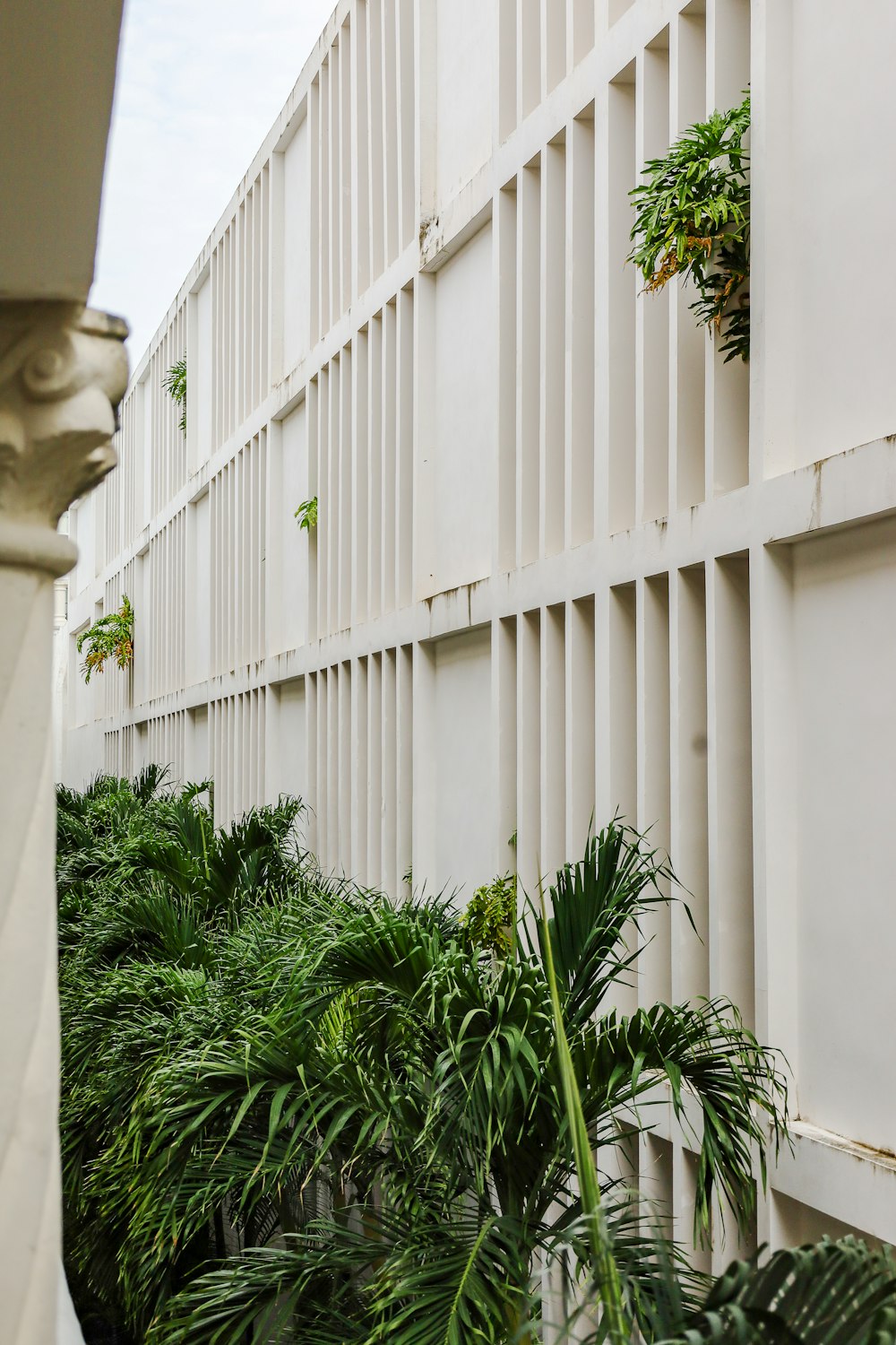 a white building with plants