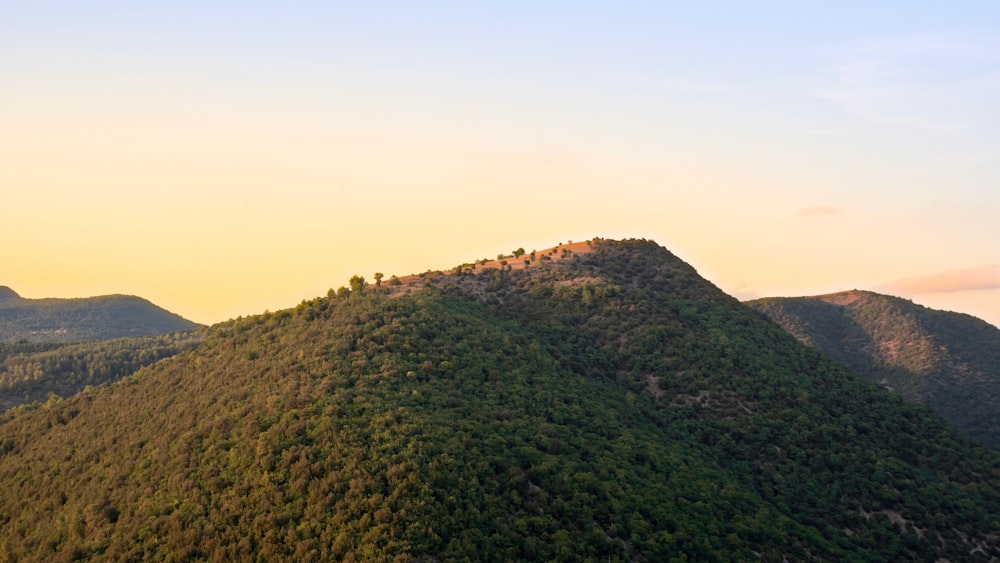 une colline avec des arbres dessus