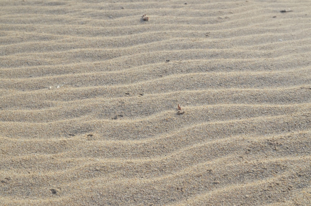 a bird standing on a sandy area
