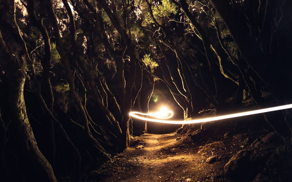 a path through a forest