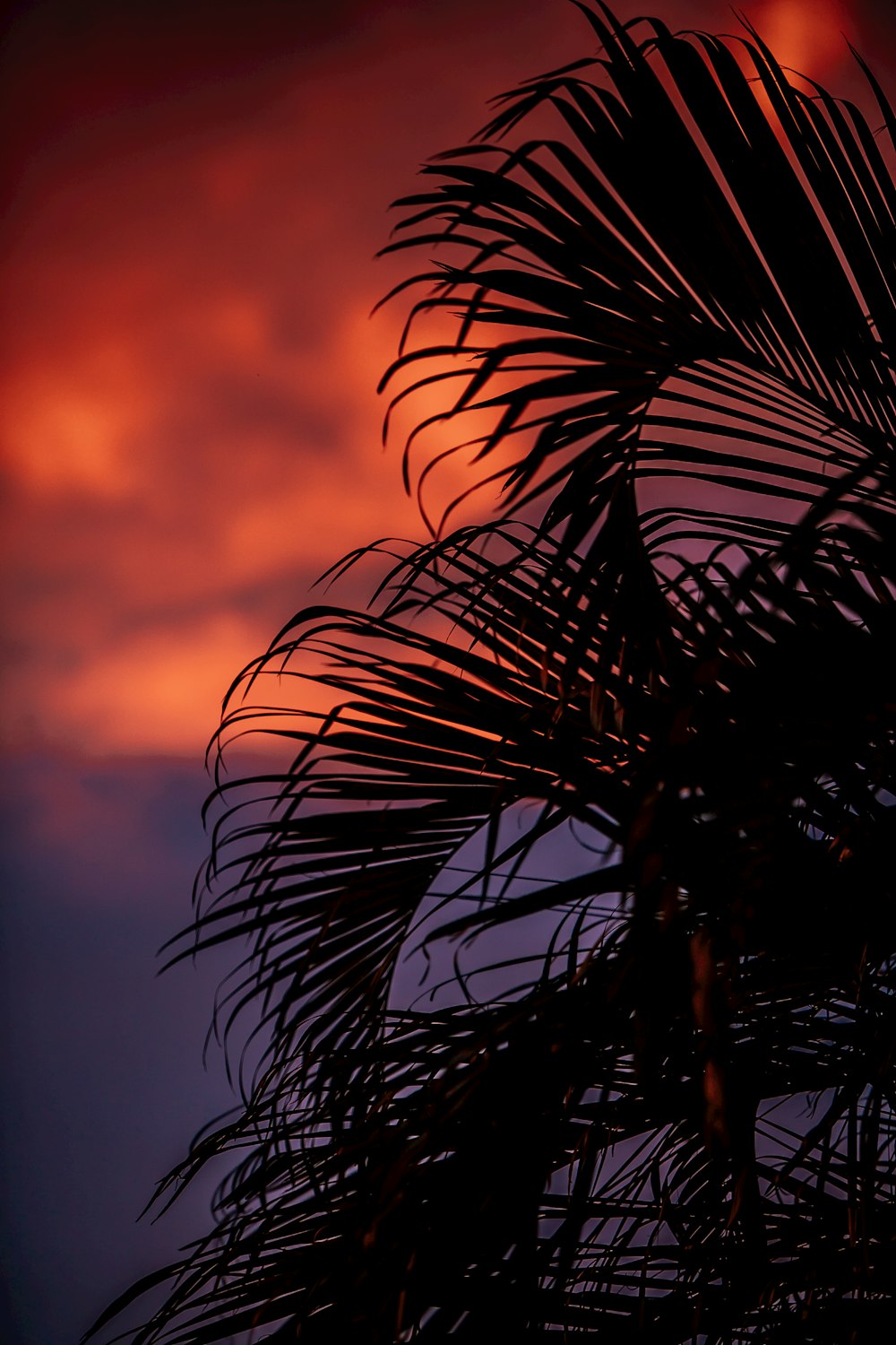 a palm tree with a sunset in the background