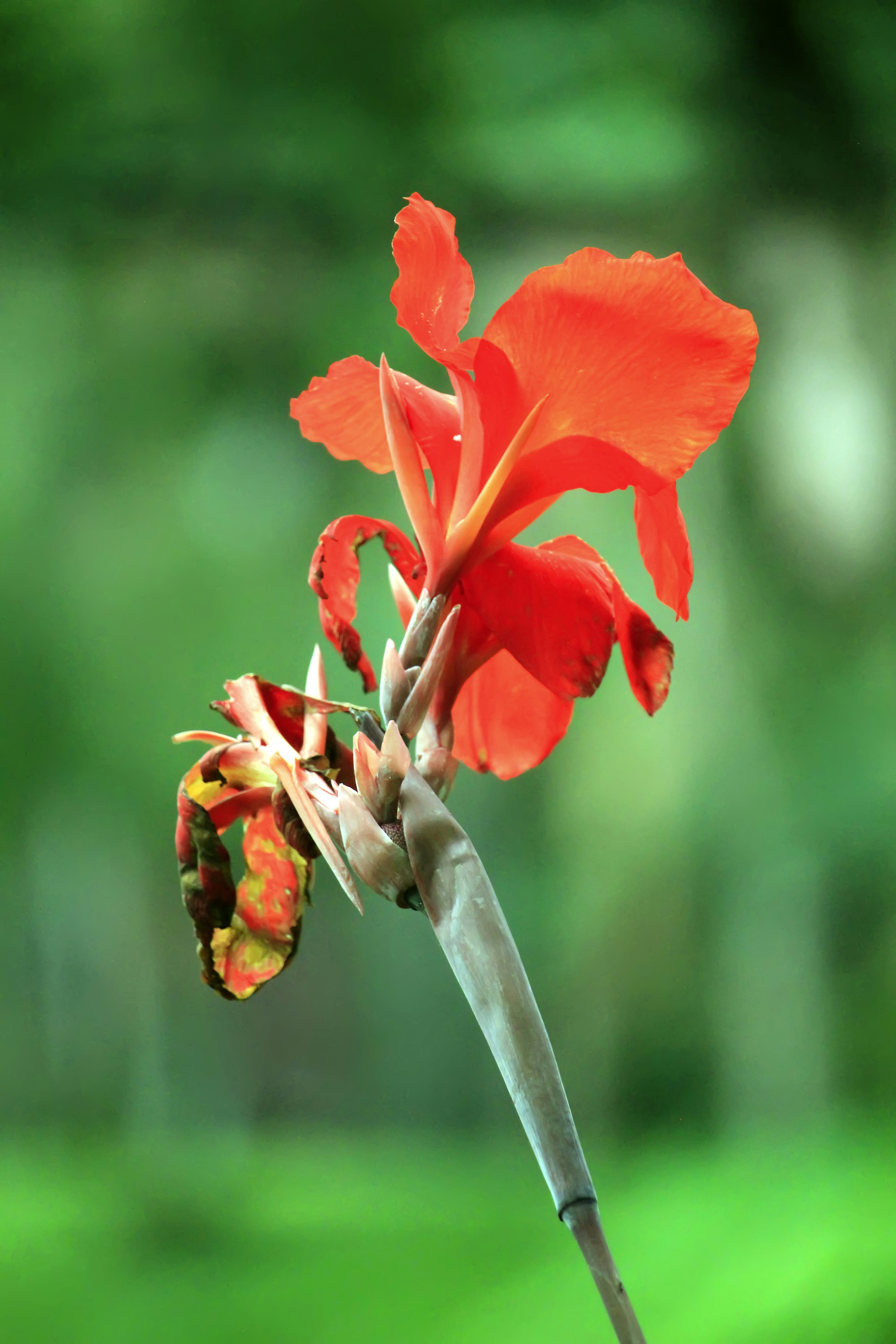 Elegant Plastic Bloom