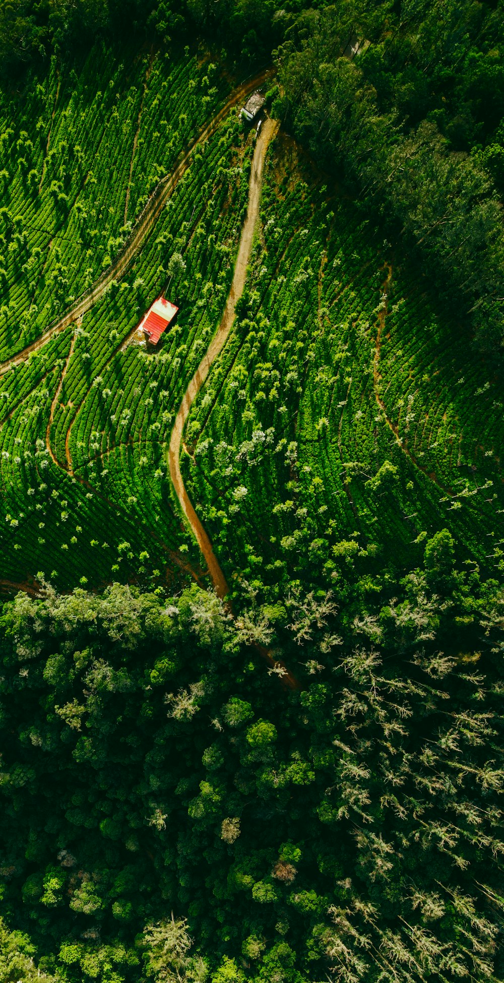 a high angle view of a forest