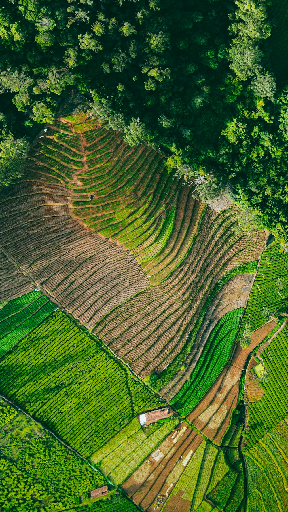 a large green garden