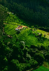 a house in the middle of a forest