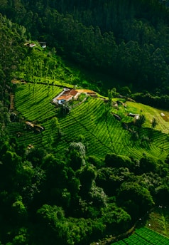 a house in the middle of a forest