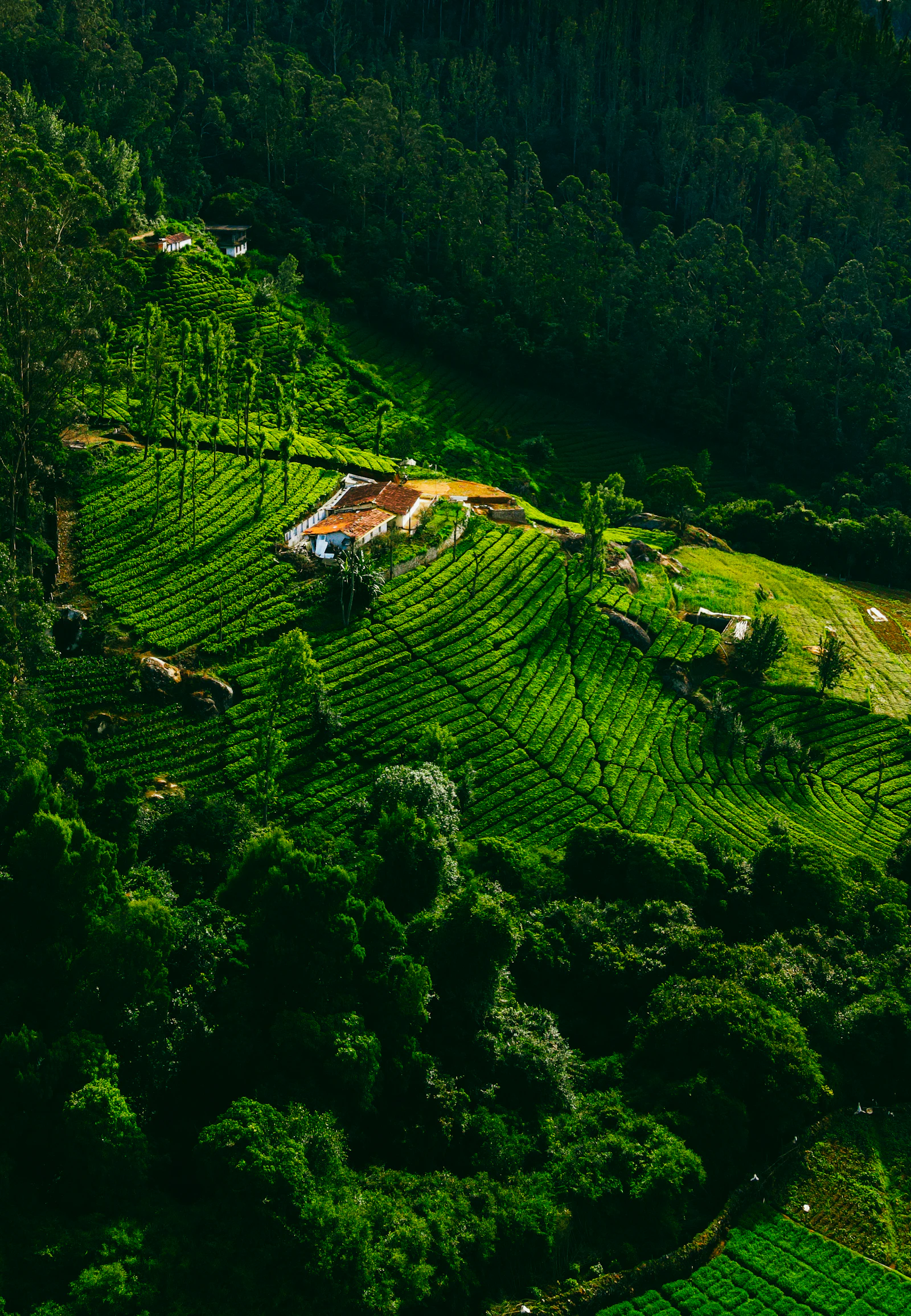 Hills of Tamil Nadu — Ooty & Kodaikanal