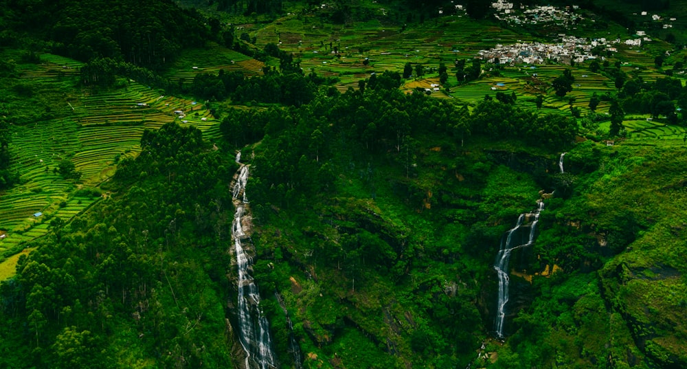 a river running through a forest