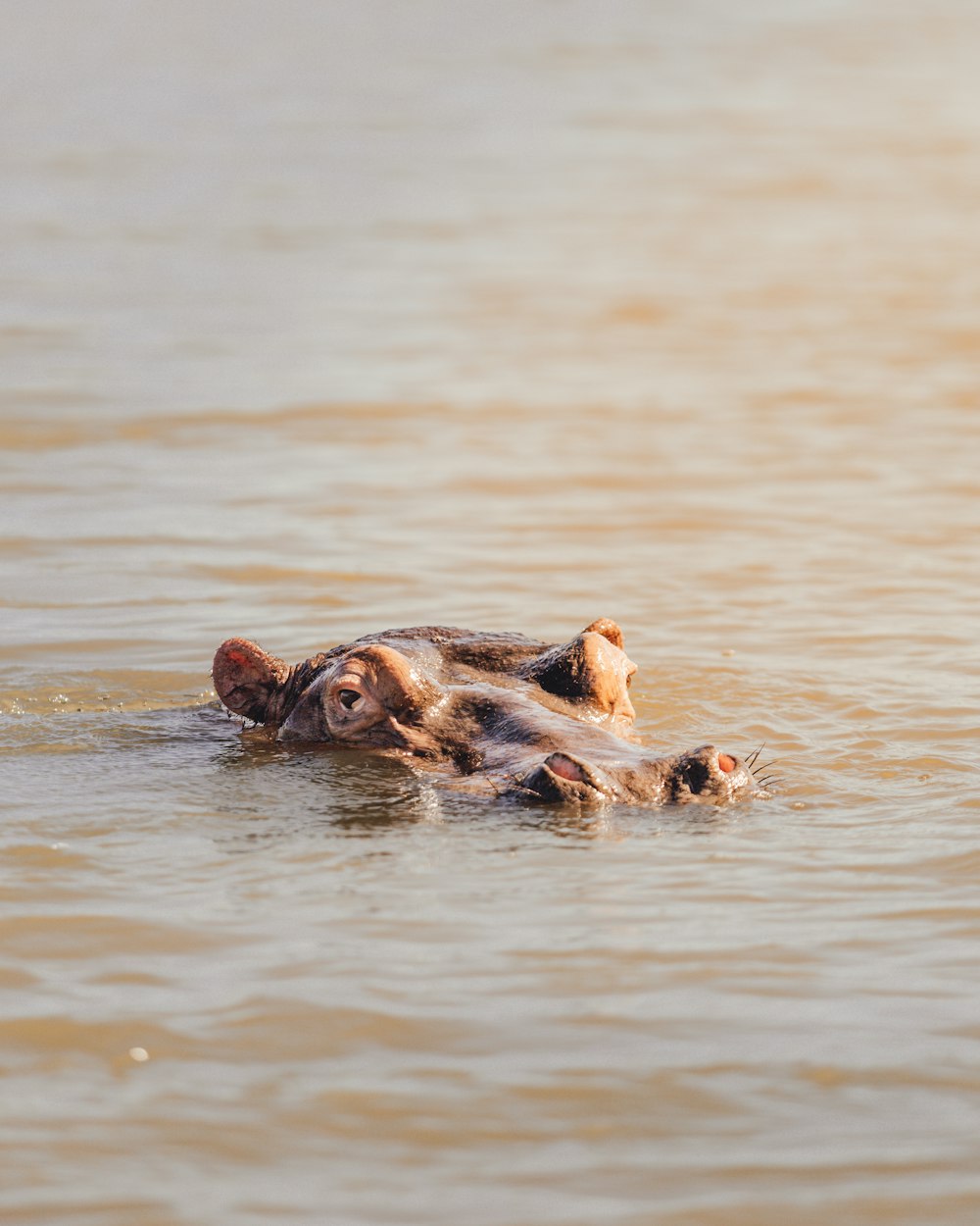 a hippopotamus swimming in water