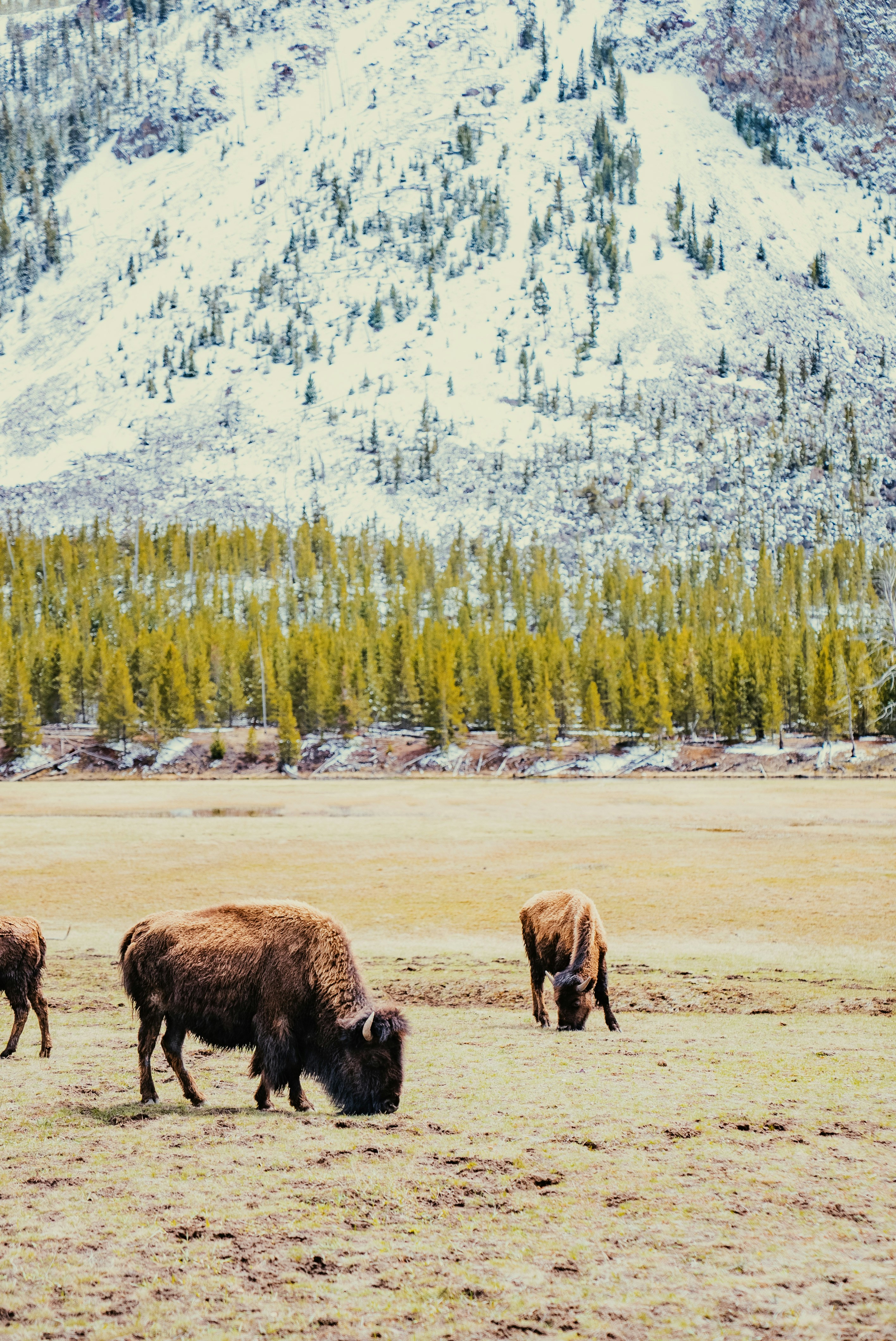 Photo by evanthewise