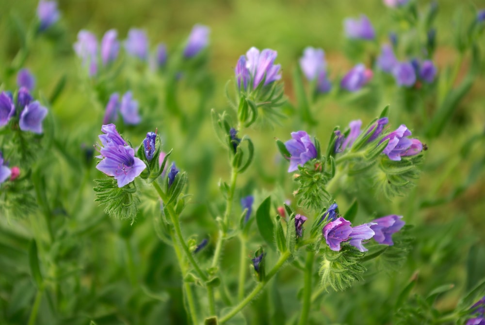 a close up of purple flowers