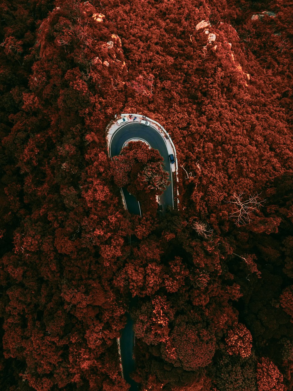 Eine Person, die in einem Kreis steht, umgeben von roten Blättern