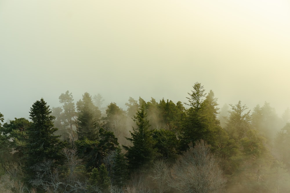 a forest of trees