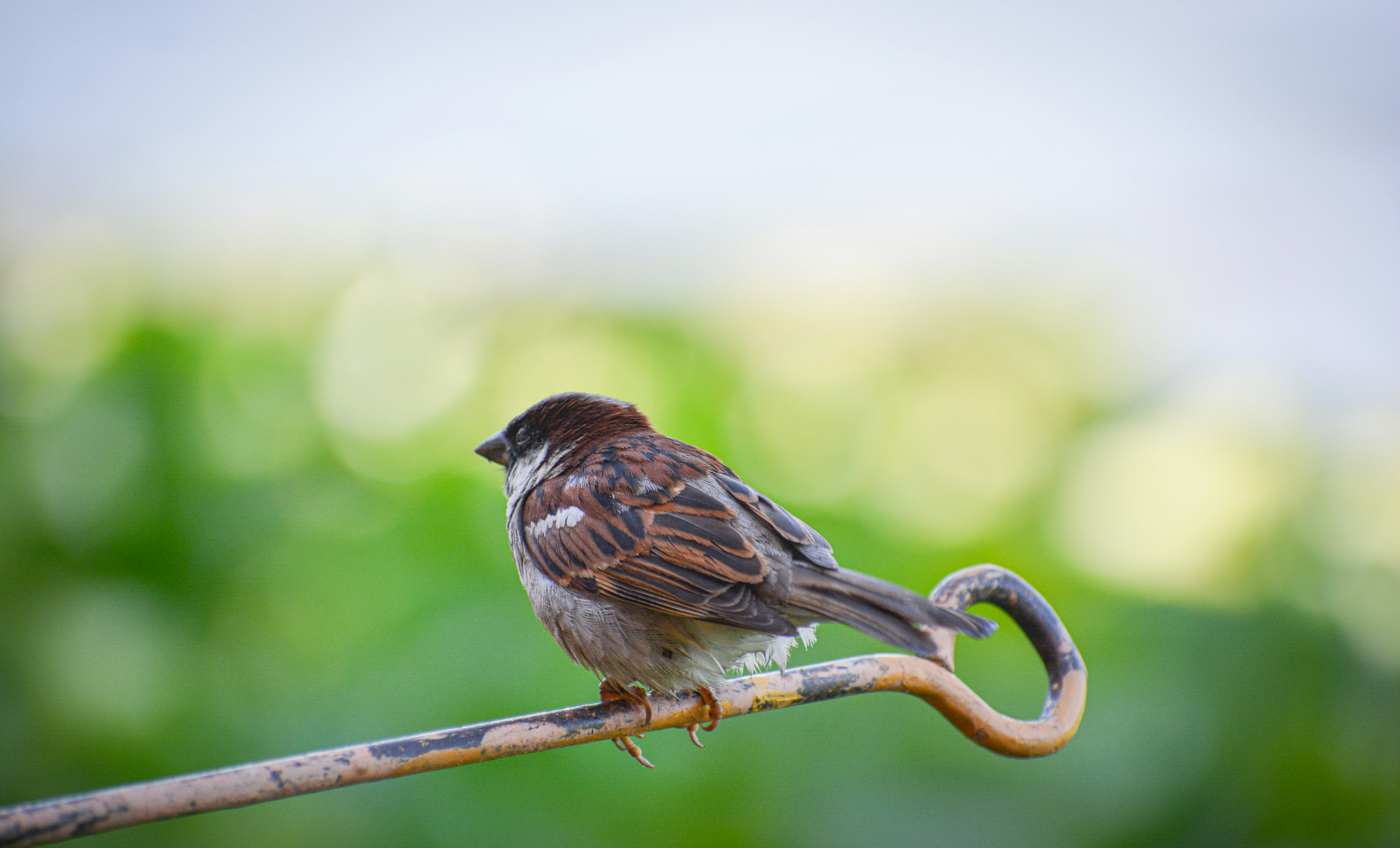 Photo by ravisangar46