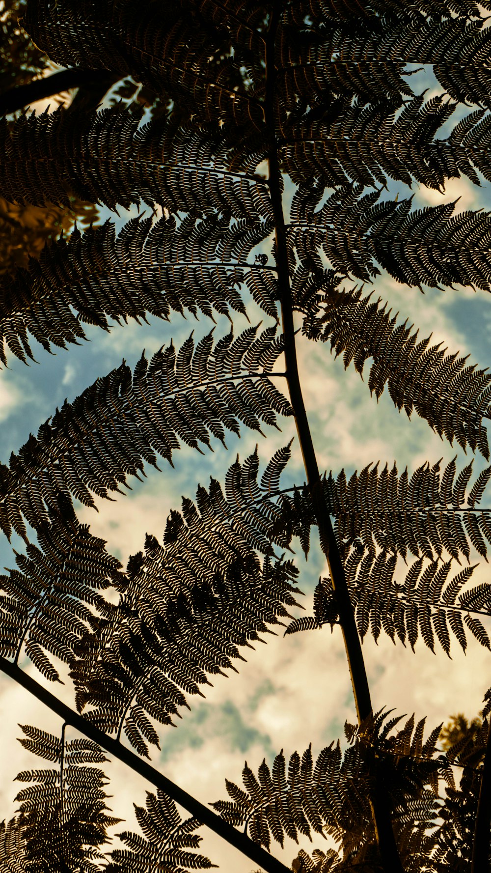 a tree with leaves